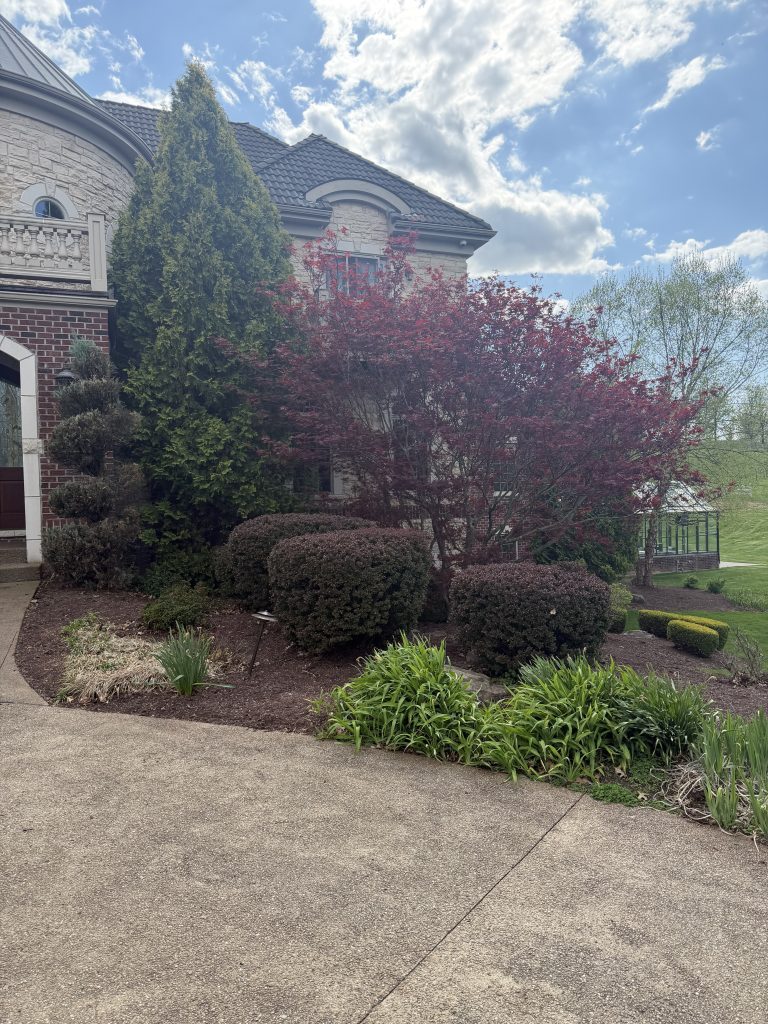 Eco-Hold Mulch Glue with Shrubs